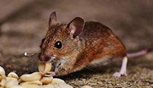 24 Hour & Emergency Exterminators in Newton Hamilton, PA